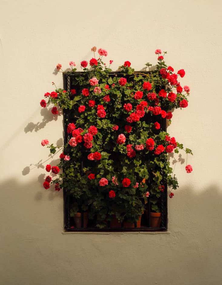 Patios de Córdoba